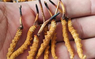 冬蟲夏草正確保存方法，西藏那曲蟲草網(wǎng)教你鎖住雪域滋養(yǎng)不流失