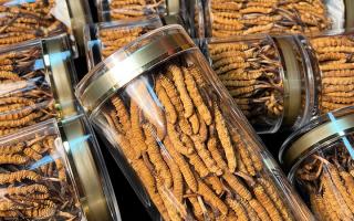 揭秘適合冬蟲夏草生長的環(huán)境，西藏那曲蟲草網(wǎng)解讀雪域孕育密碼