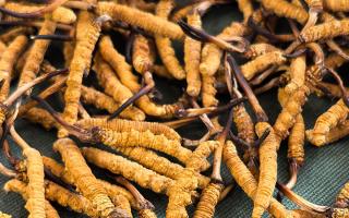 藏區(qū)特產(chǎn)冬蟲夏草是什么？西藏那曲蟲草網(wǎng)為你全面解密