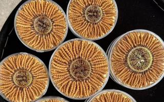 正宗那曲冬蟲夏草其實(shí)很便宜，打破高價(jià)迷局，回歸價(jià)值本質(zhì)