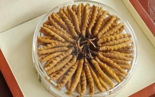 冬蟲夏草不養(yǎng)生會怎么樣？正視滋養(yǎng)價值，規(guī)避認知誤區(qū)