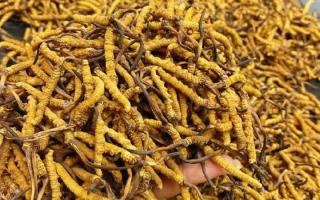 西藏那曲蟲(chóng)草網(wǎng)｜一克冬蟲(chóng)夏草煲多少水合適？行業(yè)權(quán)威指南來(lái)了