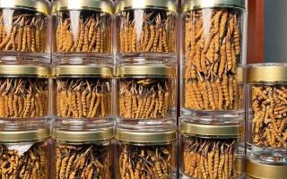 花膠和冬蟲(chóng)夏草一起煲嗎？行業(yè)權(quán)威解讀+實(shí)操指南