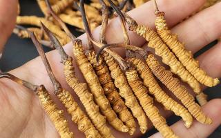 西藏那曲蟲草網(wǎng)詳解：哪些地方能長冬蟲夏草？核心產(chǎn)區(qū)全解析