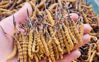 35元一根的冬蟲夏草能買嗎？——揭秘低價(jià)蟲草真相