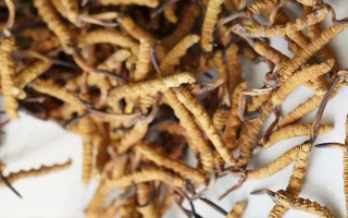 養(yǎng)生滋補(bǔ)冬蟲(chóng)夏草哪里買(mǎi)？西藏那曲蟲(chóng)草網(wǎng)教你選對(duì)渠道，買(mǎi)正買(mǎi)值