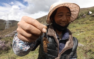 西藏哪個地區(qū)冬蟲夏草好？那曲蟲草穩(wěn)居品質(zhì)之巔