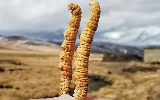 西寧冬蟲夏草市場在哪？那曲行業(yè)平臺詳解核心交易市場