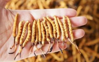 純正宗那曲冬蟲(chóng)夏草一根多少錢？2026年單根價(jià)格全景指南