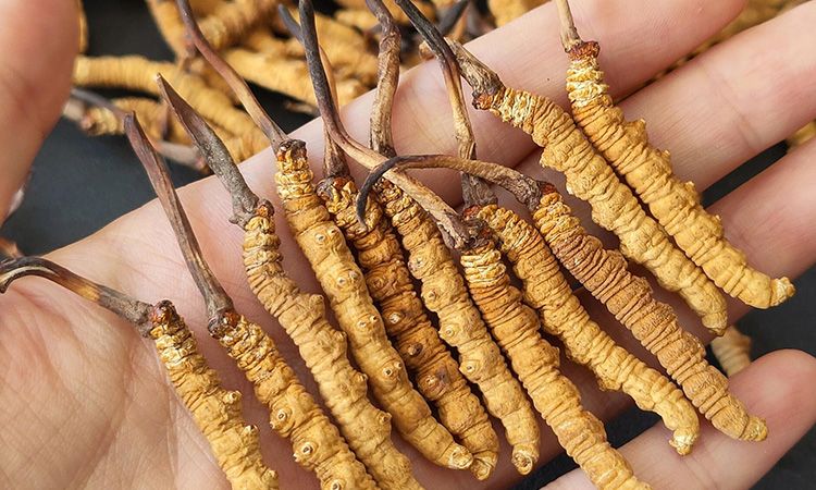 <a href=http://m.eaebo.com/s/cczjjd target=_blank class=infotextkey>冬蟲(chóng)夏草真假鑒定</a>