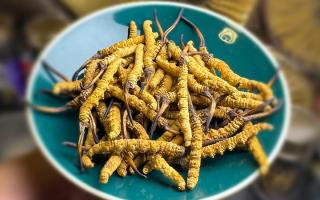 揭秘冬蟲(chóng)夏草采挖前后變化：那曲雪域珍品的采挖密碼