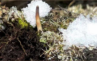 揭秘冬蟲(chóng)夏草的形成：那曲雪域孕育的自然奇跡