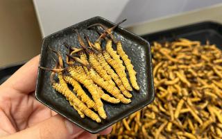 冬蟲夏草燉多少時間合適？藏農(nóng)神草那曲源頭品牌，教你燉出滿滿營養(yǎng)