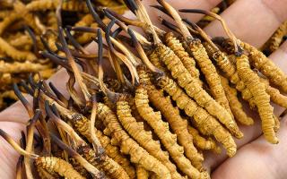 如何才能買到真冬蟲夏草？藏農(nóng)神草那曲源頭品牌，教你避坑不踩雷