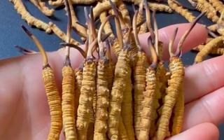 冬蟲夏草最長可以長多少？藏農(nóng)神草那曲源頭品牌，揭秘雪域蟲草的尺寸密碼