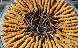 冬蟲夏草保存盒能放多久？藏農(nóng)神草那曲源頭品牌，教你科學(xué)存出好品質(zhì)