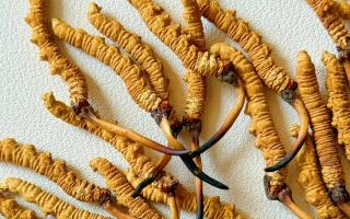 去西藏哪里買冬蟲夏草？藏農(nóng)神草那曲源頭品牌，解鎖本地正宗選購地