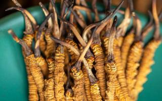 西藏那曲冬蟲夏草熬粥攻略：這樣熬最營養(yǎng)、最入味